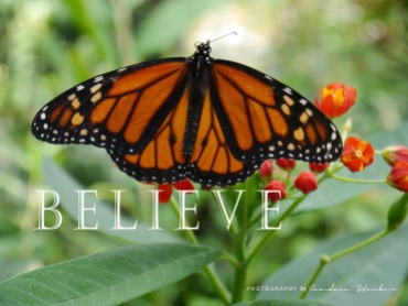 09-believe-monarchbutterfly-2500