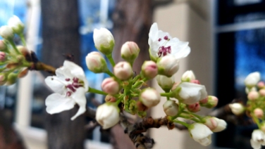 floweringtree-2-800-20170324_162058