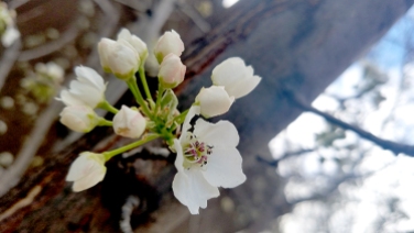floweringtree3-800-20170324_162012
