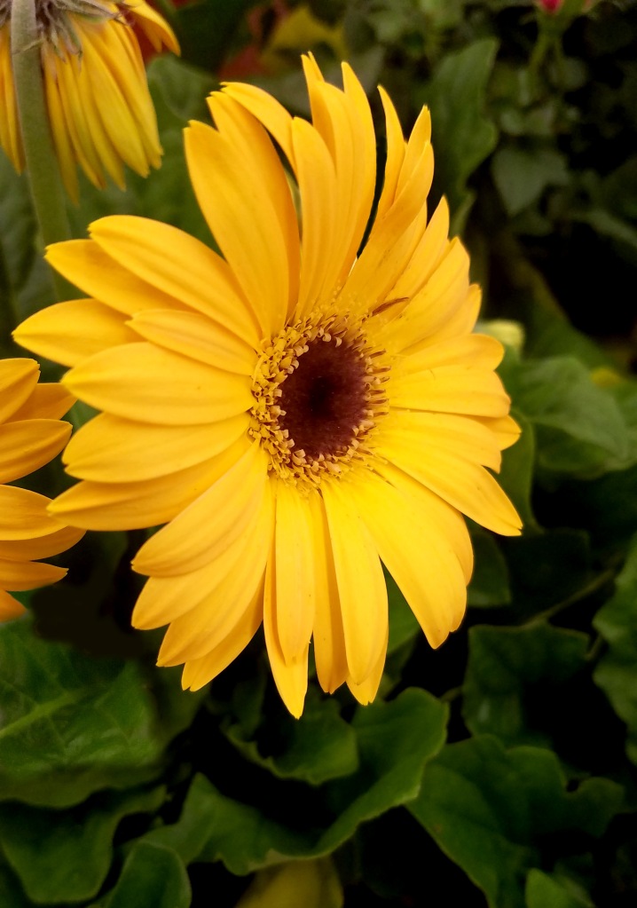 Yellow Daisy – Netdancer's Musings