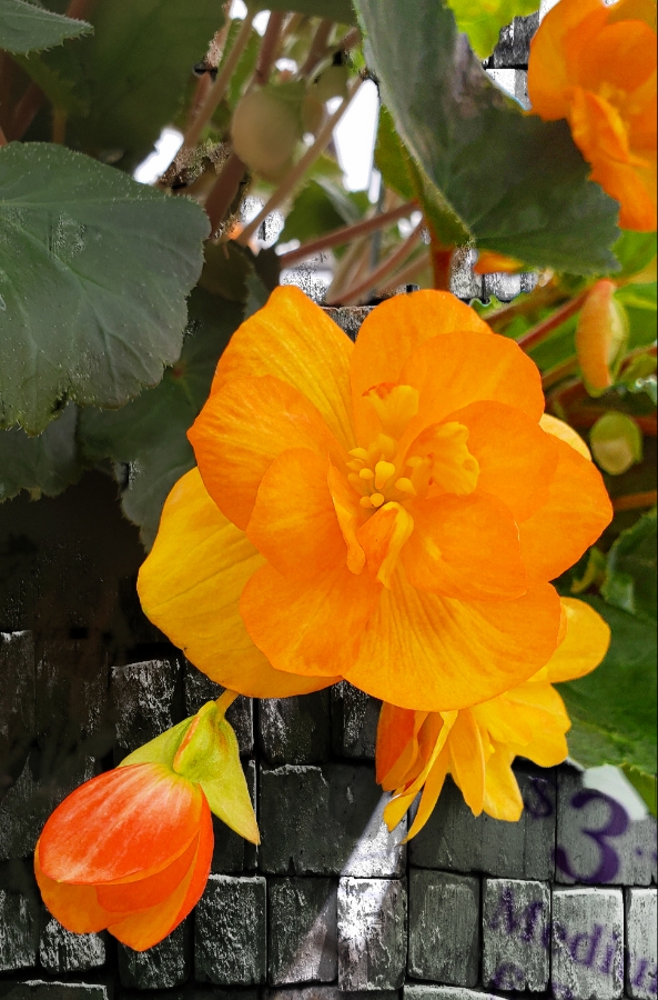 00-begonia-orange-_20180526_134928A900